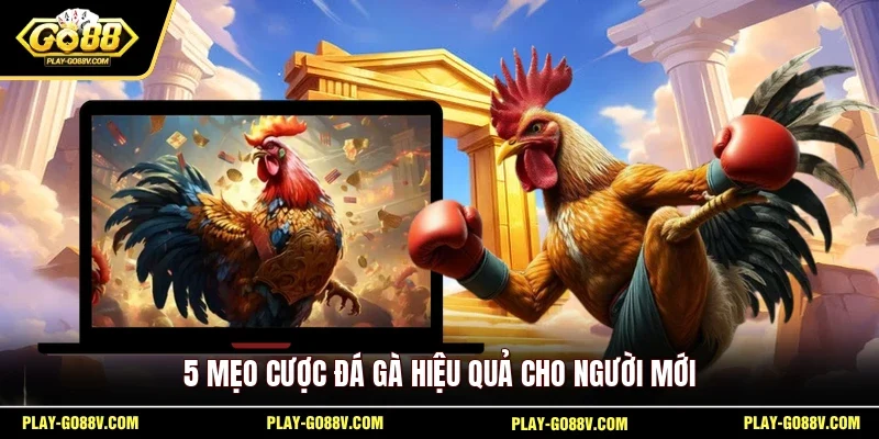 5 mẹo cược đá gà hiệu quả cho người mới