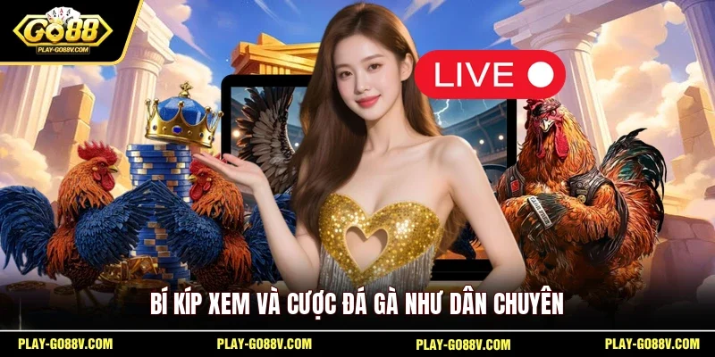 Bí kíp xem và cược đá gà như dân chuyên