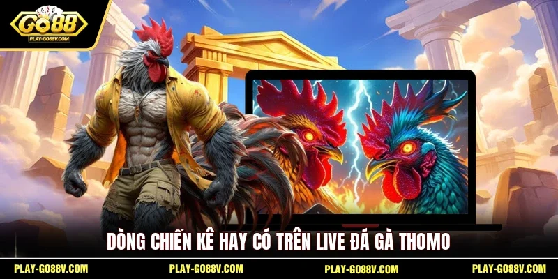Dòng chiến kê hay có trên live đá gà Thomo