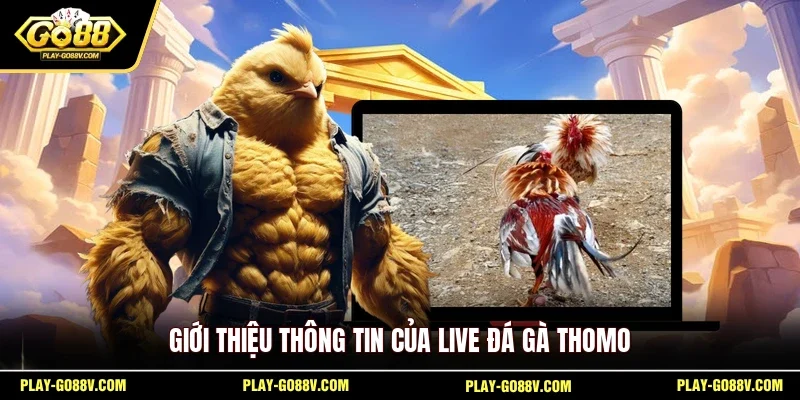 Giới thiệu thông tin của live đá gà Thomo