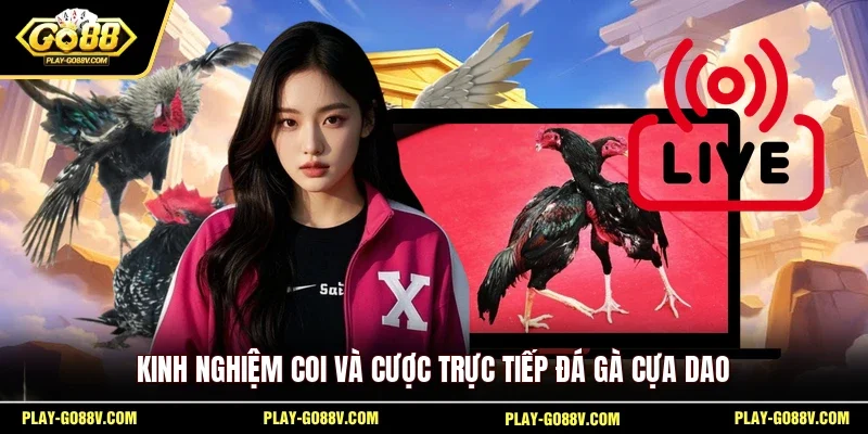 Kinh nghiệm coi và cược trực tiếp đá gà cựa dao