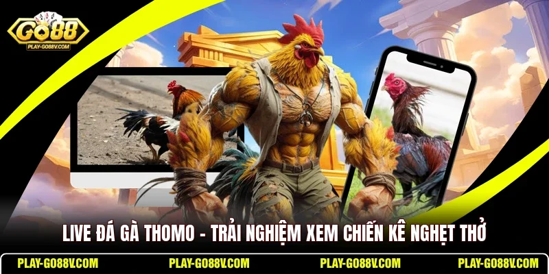 Live Đá Gà Thomo